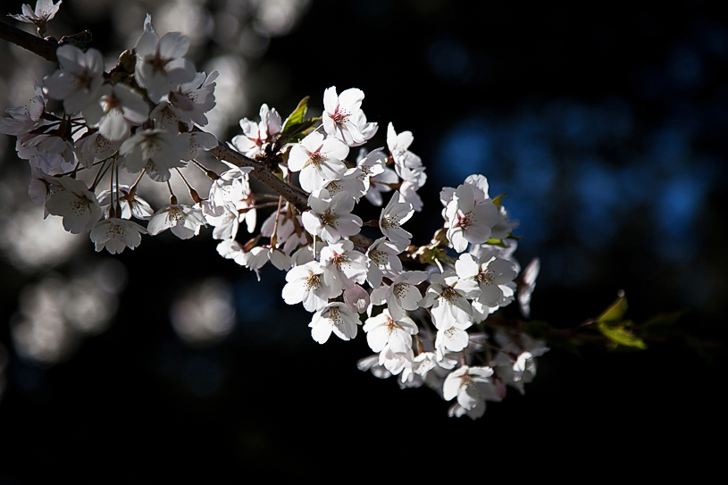 Just Budding Blossoms[EOS 5DMK2 | EF24-105mm@105mm | 1/800 s | f/4 | ISO200]