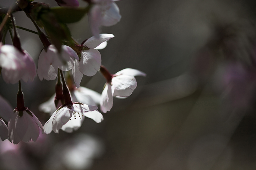 Cherry Blossoms [EOS 5DMK2 | EF100mm macro | 1/4000 s | f/2.8 | ISO200]