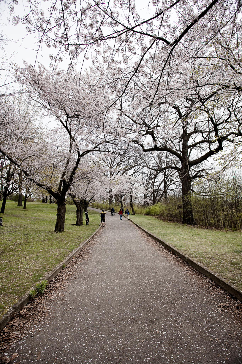 Path of Blossoms [EOS 5DMK2 | EF 17-40L@39mm | 1/800 s | f/7.1 | ISO200]