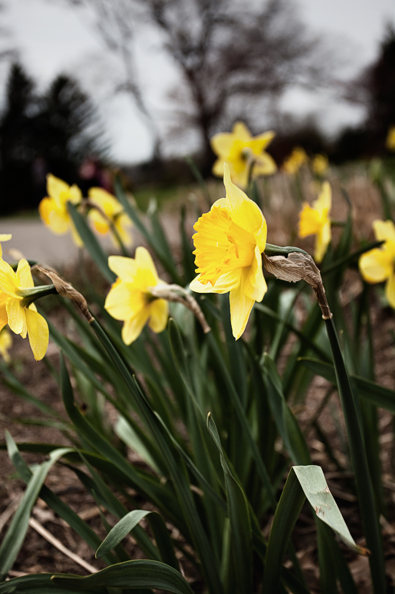 Yellow Flowers [EOS 5DMK2 | EF 17-40L@39mm | 1/1250 s | f/5 | ISO200]
